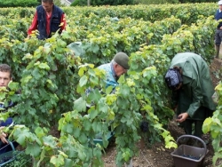 Champagne Alain NAVARRE - Vendange en Champagne Champagne Alain NAVARRE - Vendange en Champagne