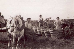 Champagne Alain NAVARRE - Au pied des vignes 1950 Champagne Alain NAVARRE - Au pied des vignes 1950